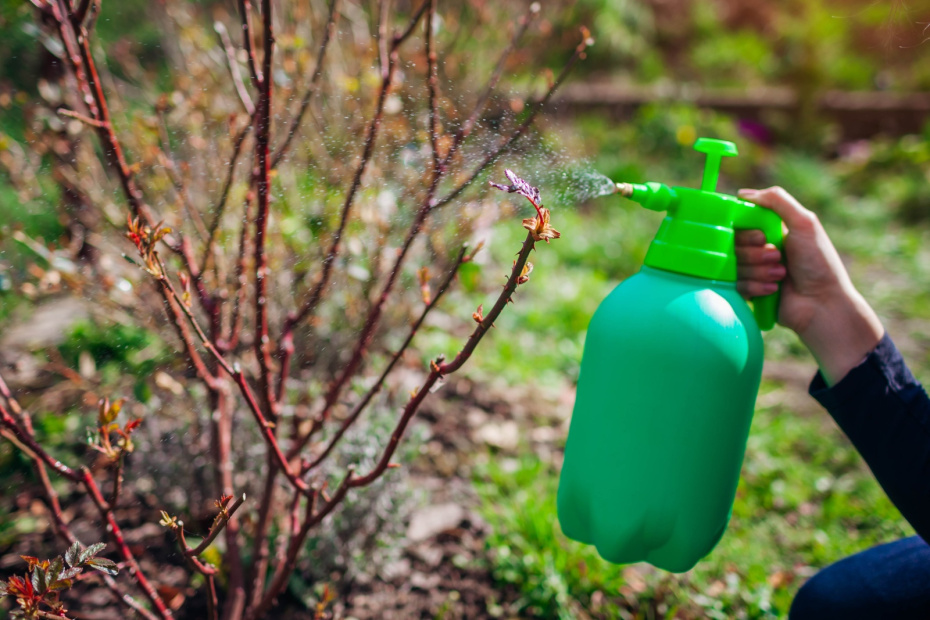 Бордоская жидкость своими руками: как приготовить и не сжечь сад