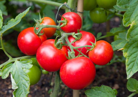 Помидоров будет тонна уже в июне: одна хитрость — и кусты будут ломиться от плодов