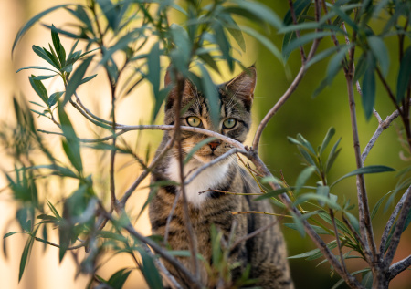 Ветеринар напомнила об опасности комнатных растений для кошек