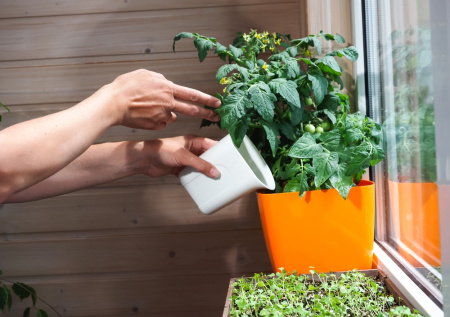 Картофельные ростки вместо покупных стимуляторов — натуральный способ укрепить рассаду