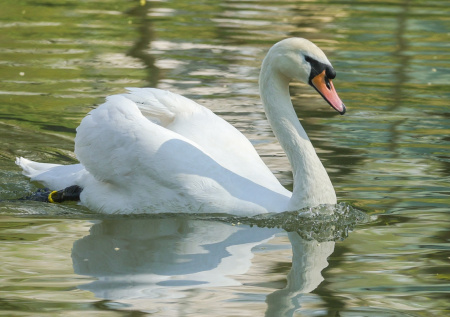 Птицы официально принесли на Сахалин весну