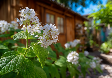 Из красивой клумбы — в ад: это растение захватит участок за сезон и привлечет полчища тли