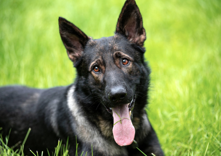 Собака спасла хозяйку от рака легких на ранней стадии