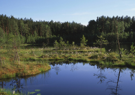 В Госдуме оценили идею ЕС защищать свои границы с помощью лесов и болот
