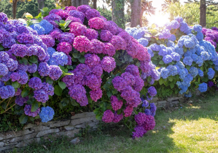 Ваша клумба будет самой красивой, соседи останутся в шоке: цветок с огромными шапками соцветий