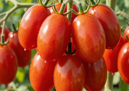 Собираю помидоры кистями, как виноград — до 20 штук с одной ветки: и для теплицы, и для грунта