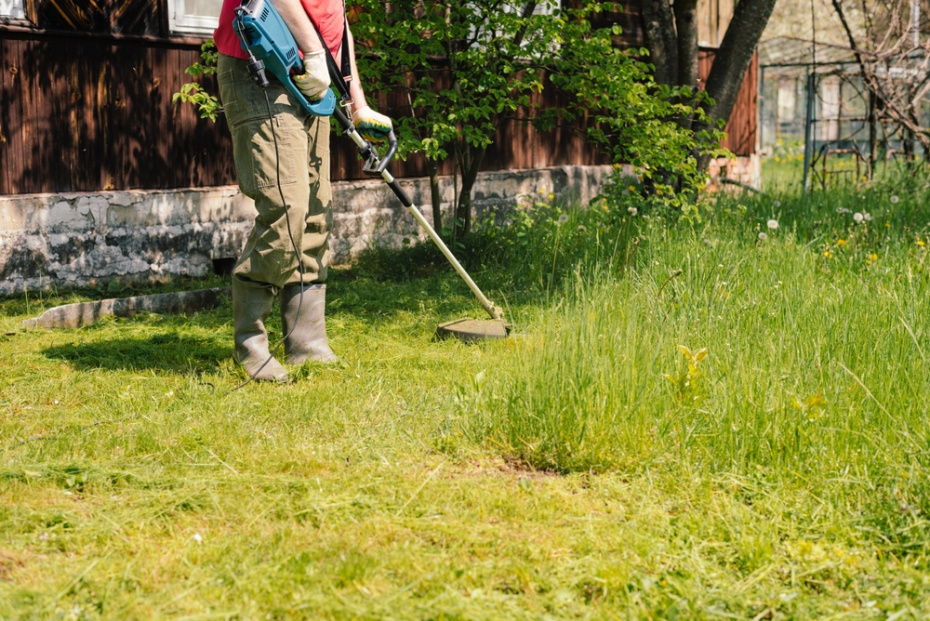 Неосвоение земли: если участок зарос борщевиком и пустует — от 20 тысяч