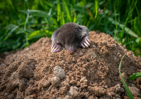Кроты уходят навсегда: простая вертушка из пластиковой бутылки творит чудеса на огороде