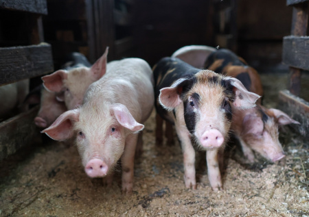 Оставивший россиянку на растерзание свиньям удивился приговору