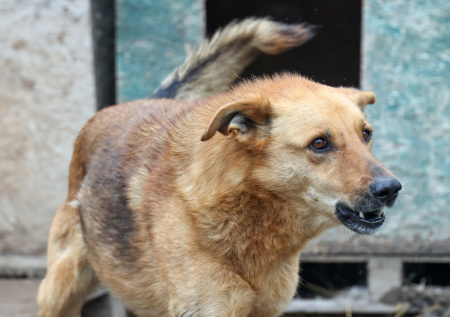 Жители Иркутска пожаловались на нападения бродячих собак