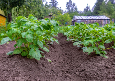 Посыпьте это по снегу на месте будущей картошки — проволочник с медведкой исчезнут навсегда