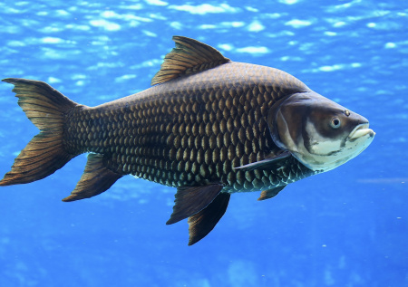 Трамп объявил о начале новой войны