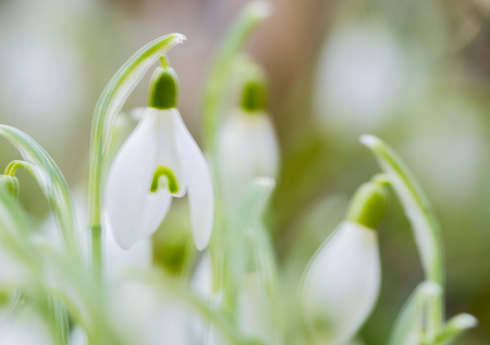 Россиянам напомнили о штрафах за сбор подснежников и ландышей