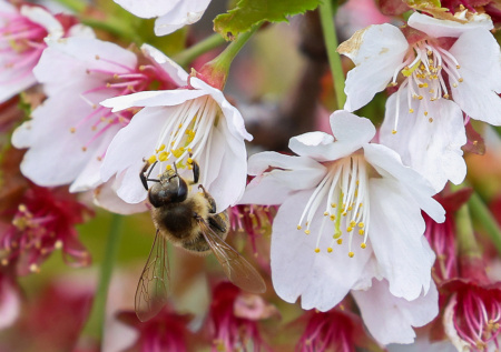 Аллергикам рассказали, как подготовиться к сезону цветения