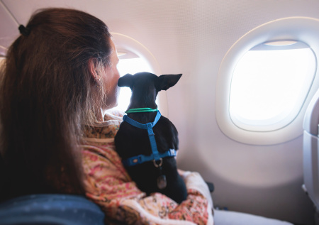 В Red Wings сообщили о новой услуге перевозки животных на кресле