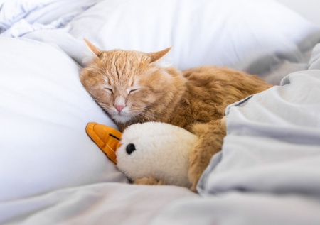 Кошатникам рассказали, почему их питомцы часто прячутся под одеяло