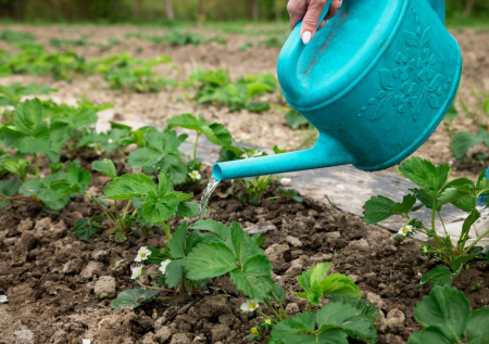 Что сделать с клубникой в марте для богатого урожая: простые работы, которые нельзя пропустить