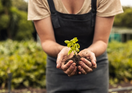 Желтеет и скручивается: как понять, чего не хватает рассаде, — шпаргалка