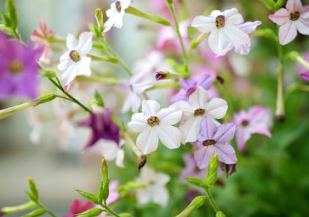 Цветок с «опасным» названием: можно ли выращивать табак в своем саду