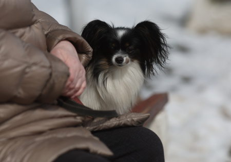 В России предложили начать чипировать домашних животных