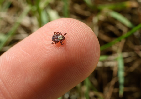 Биолог рассказал о начале сезона клещей