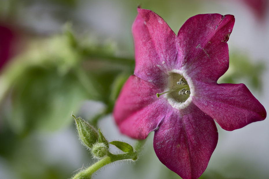 Цветок с «опасным» названием: можно ли выращивать табак в своём саду