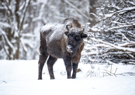 В Якутии займутся восстановлением популяции бизонов