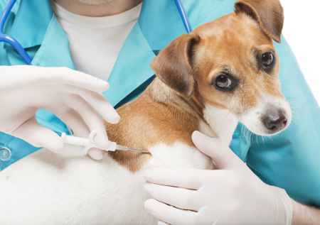 Ветеринар развеял популярный миф о чипировании животных