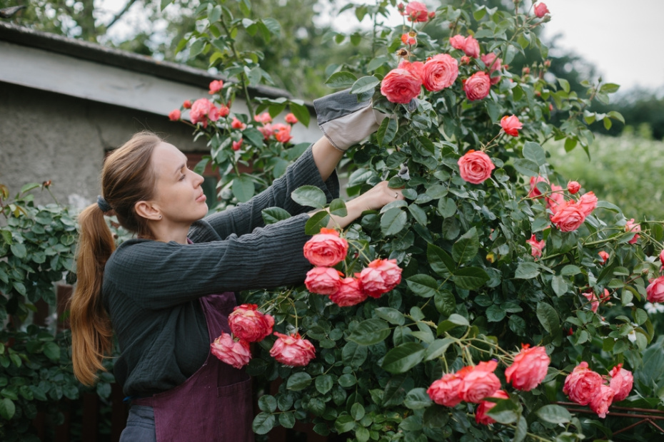Яркие и ароматные: почему эти три цветка не выходят из моды у садоводов