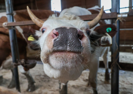 В Новосибирской области продожается массовая ликвидация скота