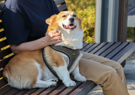 Кинолог объяснил, как правильно избавиться от трусливости собаки