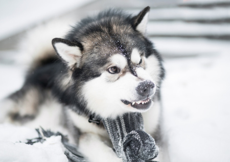 Хаски покусала хозяина и в тот же день напала на двух детей