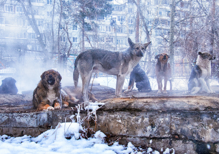 В Иркутской области возбудили дело из-за нападений бездомных собак