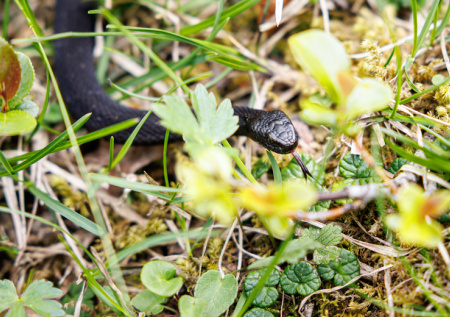 Россиянам рассказали, когда ожидать пробуждения змей