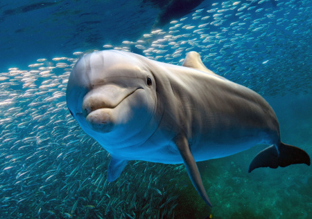 Раненого дельфина без левого глаза заметили в Краснодарском крае