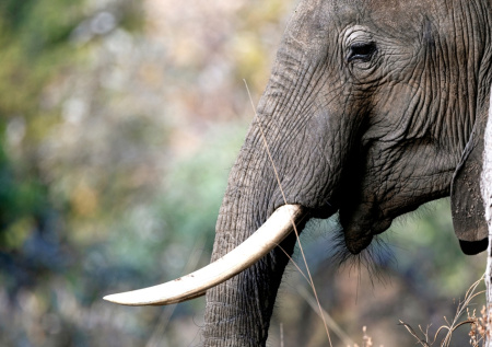 «Мертвый» слон убил женщину во время селфи