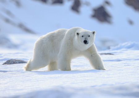 В российское село повадились опасные рецидивисты