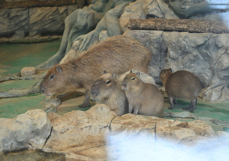 «Как к морским свинкам»: владелец зоопарка объяснил популярность капибар