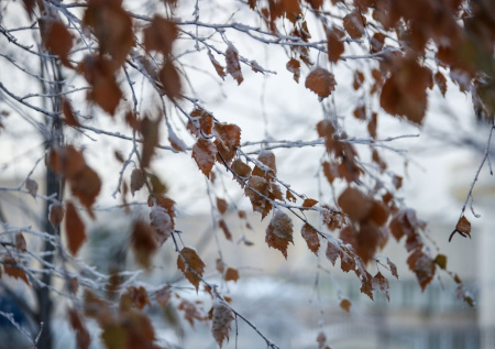 Москвичей предупредили о возвращении заморозков в середине марта