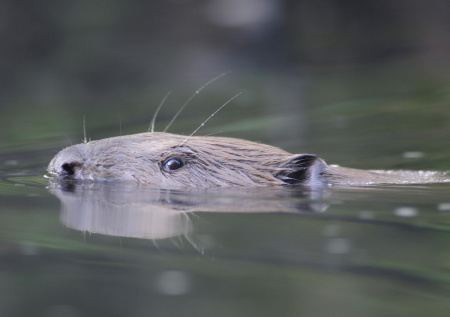 Петербуржцы вышли на поиски знаменитого бобра