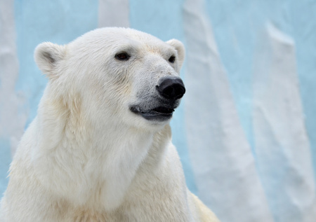 В Новосибирске родился символ Арктики