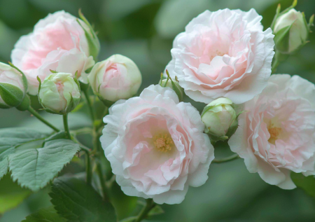 Этот нежный многолетник завалит вас цветами: до 50 бутонов на кусте и никакого сложного ухода