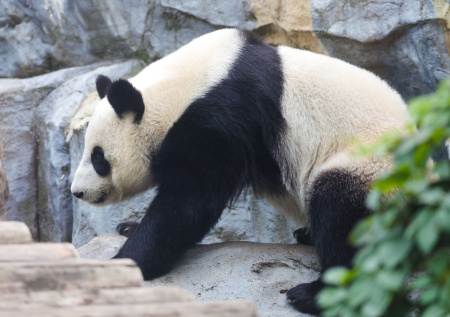 Панда Катюша получила подарки в свой «профессиональный» праздник