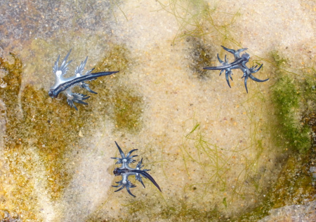 На обычном пляже обнаружили опасных голубых драконов