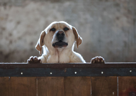 В Кулебаках ребенок пострадал из-за нападения собаки