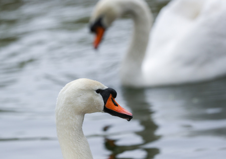 Выпуск на волю 69 лебедей в российском регионе попал на видео