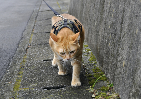 Ветеринар рассказала, как подготовить кошку к прогулкам