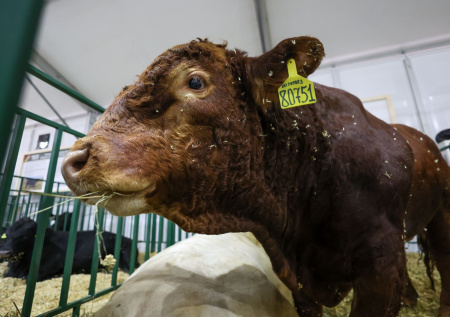 Юрист оценил действия новосибирских властей по изъятию скота