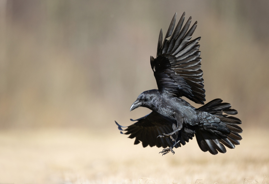 Приметы 17 марта