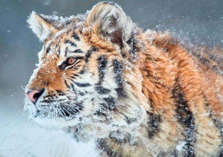 Наглый тигр улегся посреди трассы и парализовал движение